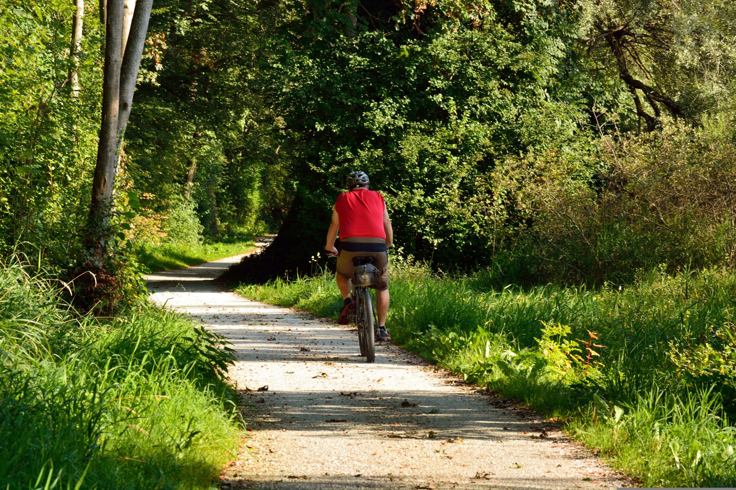 Wald, Fahrrad, E-Bike, Sonne, Genießen, Natur, Waldweg