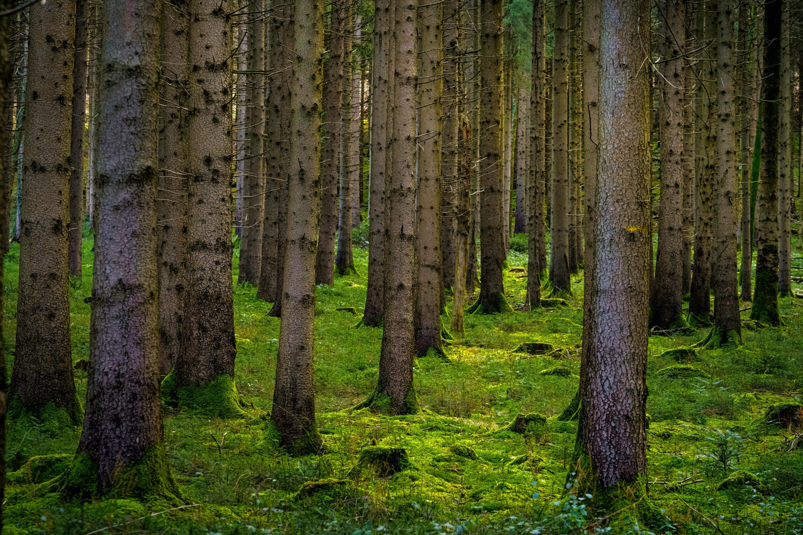 Blick in den Schwarzwald
